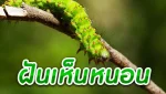 ฝันเห็นหนอน