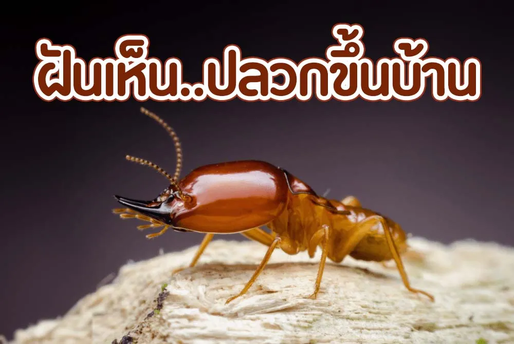 ฝันเห็นปลวกขึ้นบ้าน