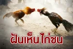 ฝันเห็นไก่ชน